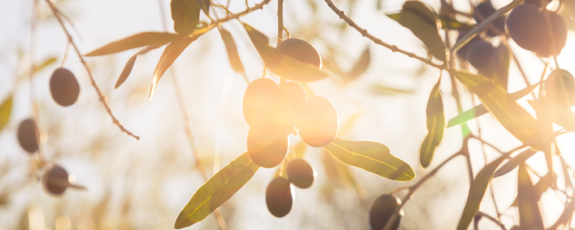 Reichhaltige &Ouml;le als nat&uuml;rliche Alternative bei Psoriasis